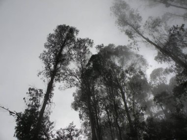 Sisteki ağaçların resimsel görüntüsü