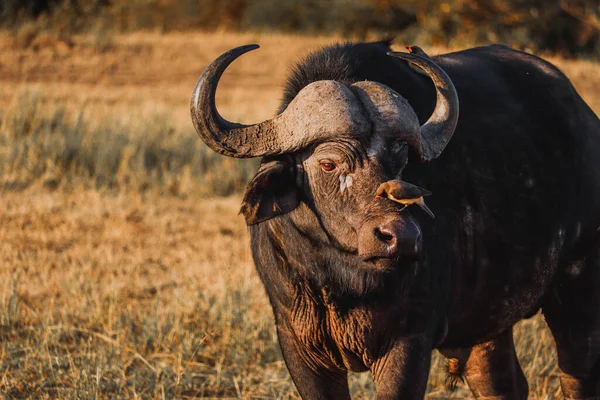 Yüzünde kuş olan Afrika bufalosunun yakın çekimi. Masai Mara Bölgesi Savanası