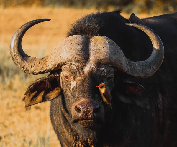 Zbliżenie Afrykańskiego Bawoła Ptakiem Savannah Rezerwatu Masai Mara — Zdjęcie stockowe