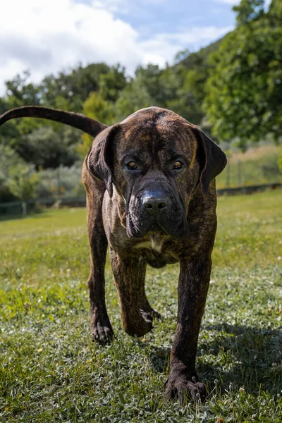 Giovane Cane Della Razza Presa Canario Avvicina Con Uno Sguardo — Foto Stock