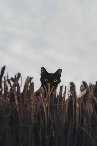 Gato Vadio Curioso Observa Ação Perto — Fotografia de Stock