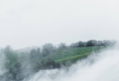 Birkaç sisli yeşil çayır. Doğada sürüyle koyun var.