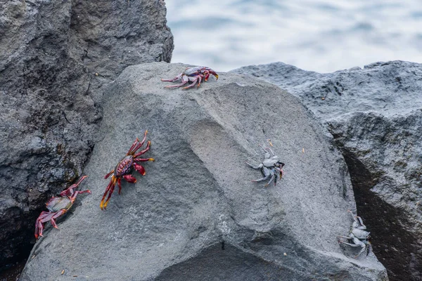 Red Grays Crabs Rocks Waiting Somethings Sea — Stock Photo, Image