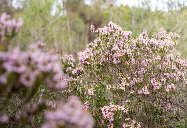 Mor renkli güzel yabani çiçekler. Uzaktaki dağla manzara, soğuk mavi tonlar ve boşluğu kopyala