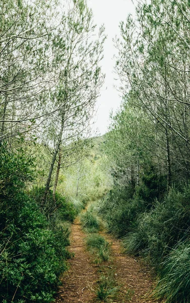 Vahşi doğada doğanın ortasında bir yol. Ağaçlarla çevrili yürüyüş rotası