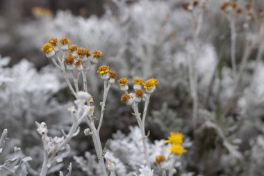 Tamamen doğal, kendi güzelliğinde.