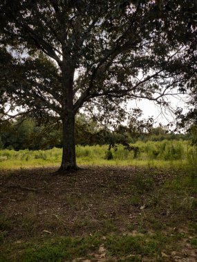 Tarlası olan bir ağaç ve arkasında daha çok ağaç.. 