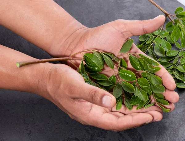Moringa Oleifera Mužské Ruce Čerstvými Listy Moringa — Stock fotografie