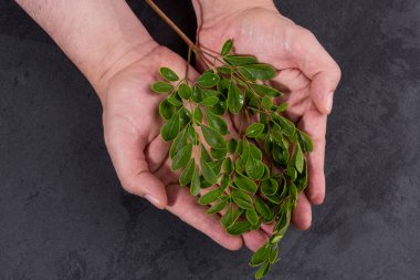 Moringa Oleifera - Taze Moringa Yaprakları ile Erkek Eller