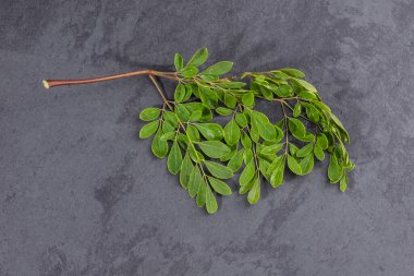 Moringa Oleifera - Taze Organik Moringa yaprakları; gri arka planda