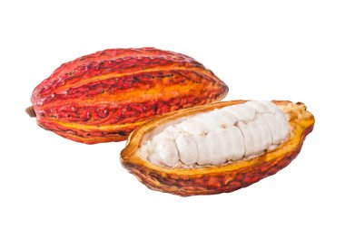 Theobroma Cacao - Organic Cocoa Fruit Of The Cocoa Tree; Photo On White Background clipart