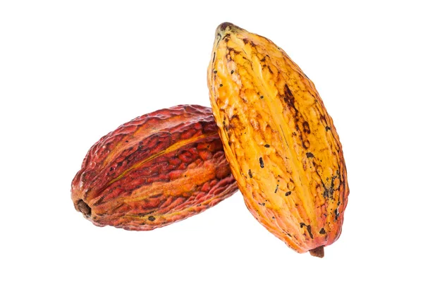Theobroma Cacao Organic Cocoa Fruit Cocoa Tree Фото Белом Фоне — стоковое фото