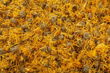 Calendula officinalis Hierba Astercea - Kurumuş takvim çiçekleri
