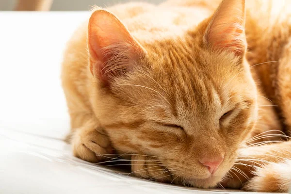 Felis Catus - Güzel Portakallı Kedi Yavrusu