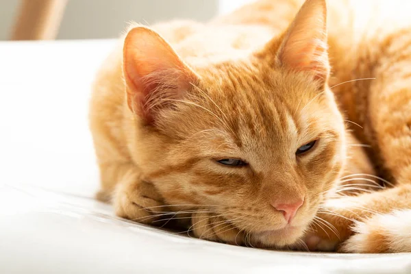 Felis Catus - Pet Beautiful Orange Cat Puppy
