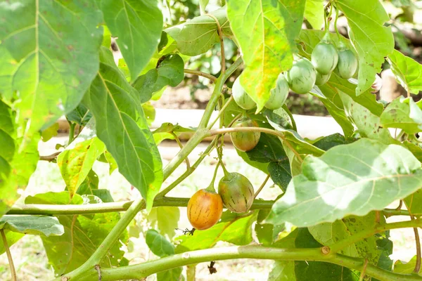 Tree Tomato Tamarillo Exotic Fruit Solanum Betaceum — 스톡 사진