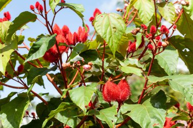 Bixa Orellana - Annatto Bush Loaded And Ready For Harvest