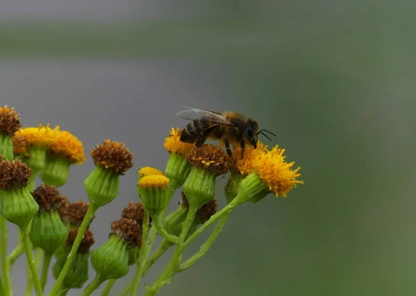 Méhecske Apis Mellifera Virágon — Stock Fotó