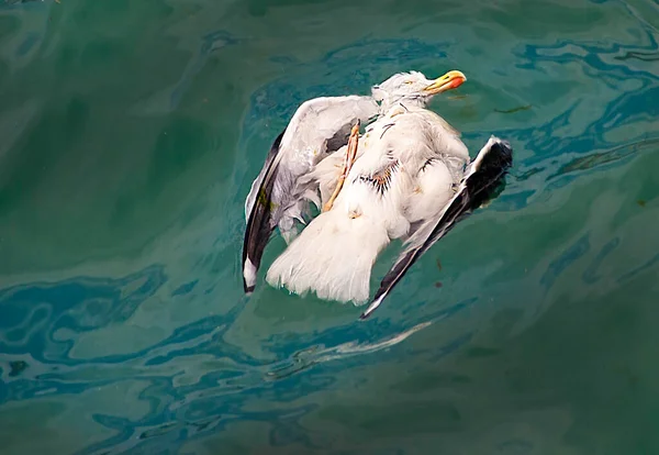 Catastrophe Écologique Extinction Oiseaux Déversement Hydrocarbures — Photo