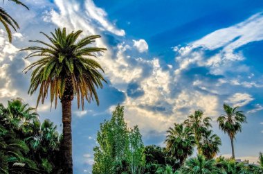 Yunanistan 'ın Nafplion kentinde palmiye ağaçları mavi bulutlu gökyüzüne karşı