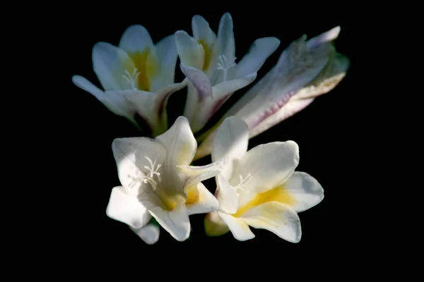 Lirios Blancos Calla Sobre Fondo Negro — Foto de Stock