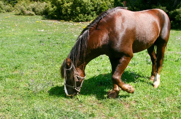 Cavallo Che Pascola Prato — Foto Stock