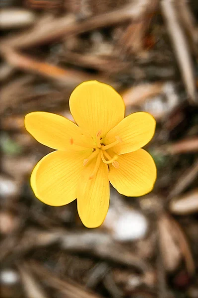 Einzelne Gelbe Kleine Frühlingsblume Einem Grundierten Hintergrund — Stockfoto