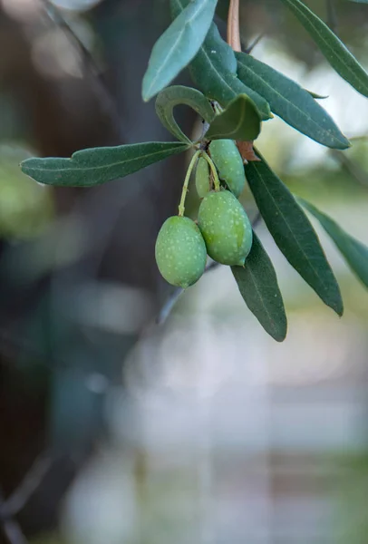 Aceitunas Hojas Verdes Inmaduras —  Fotos de Stock