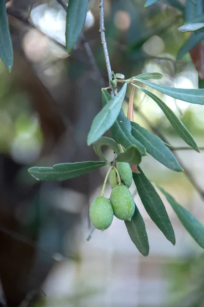 unripe green olives and leaves.