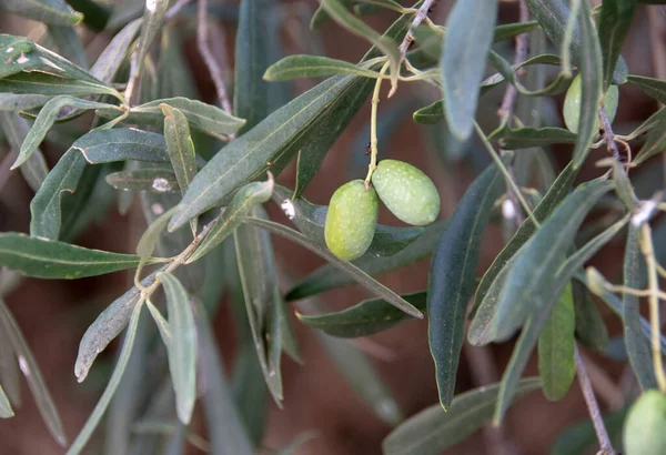 unripe green olives and leaves.