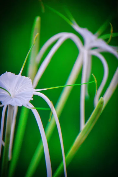 Green Background White Flower — Stock Photo, Image