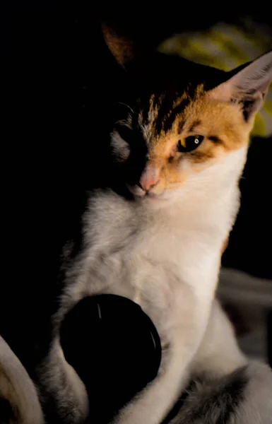 赤ちゃん猫ペット子猫 — ストック写真