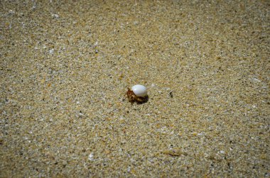 Kumsalda deniz kabukları