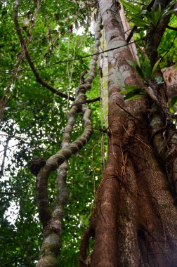 Ormandaki bir ağaç gövdesinin dikey görüntüsü.