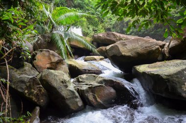 Ormanda güzel bir şelale