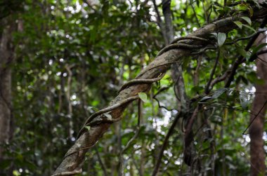 Ormandaki bir ağacın yakın çekimi.