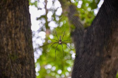 Örümcek ağlı örümcek ağı