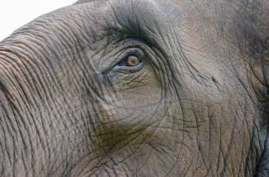 Büyük bir Afrika filinin yakınına.