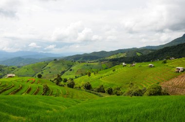 Ban Pa Bong Piang, Chiang Mai, Tayland 'ın kuzeyi. Güneşli bir günde dağların tepeleriyle güzel yeşil bir tarla. Yüksel teraslar. 