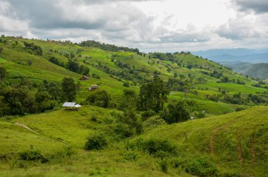 Ban Pa Bong Piang, Chiang Mai, Tayland 'ın kuzeyi. Güneşli bir günde dağların tepeleriyle güzel yeşil bir tarla. Yüksel teraslar. 