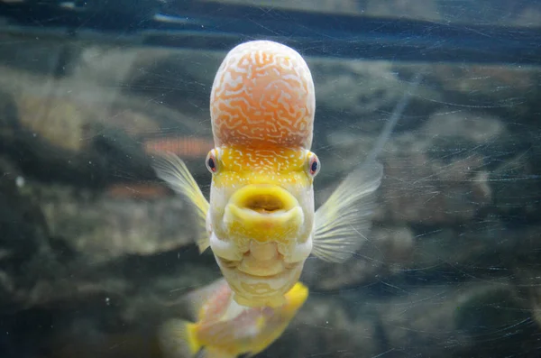 Vissen Het Aquarium — Stockfoto