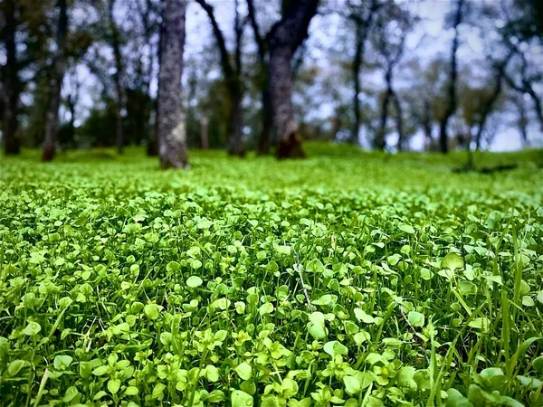Clovers Some Oak Trees Background Shot One Adventure Hikes — Stock Photo, Image