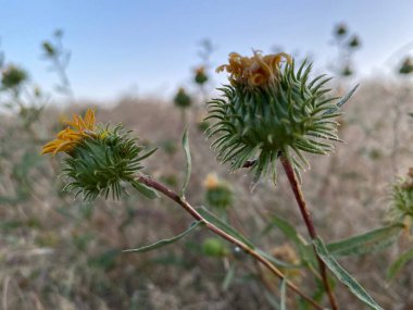 Vahşi doğada güzel çiçekler