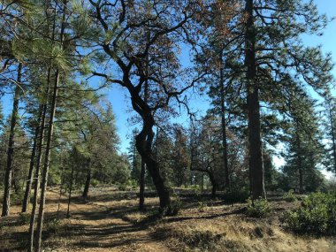 Ormanın güzel manzarası