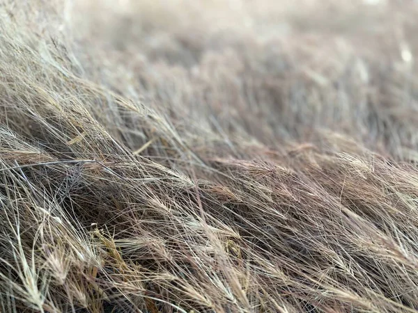 Eine Nahaufnahme Eines Feldes — Stockfoto