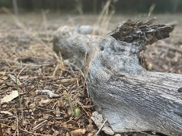 Primo Piano Della Foresta Morta — Foto Stock