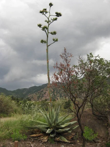 Blooming Agave Century Plant in Texas. High quality photo