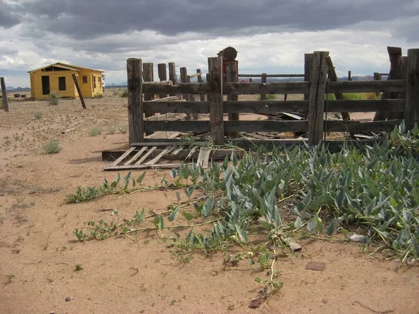 Viñas Sandía Que Crecen Rancho Abandonado Foto Alta Calidad —  Fotos de Stock