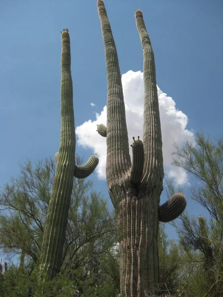 Ständig Große Saguaro Kakteen Arizona Einem Sonnigen Tag Hochwertiges Foto — Stockfoto