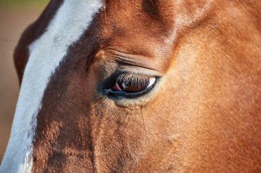 Beyaz çizgili Bay Horse 'un portresi. Kahverengi gözlü, mavi benekli.